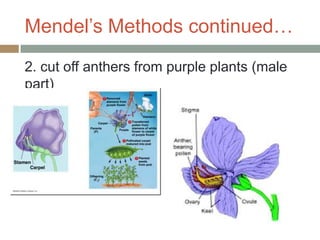Mendel’s Methods continued…
2. cut off anthers from purple plants (male
part)
 