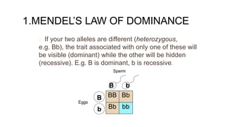 1.MENDEL’S LAW OF DOMINANCE
If your two alleles are different (heterozygous,
e.g. Bb), the trait associated with only one of these will
be visible (dominant) while the other will be hidden
(recessive). E.g. B is dominant, b is recessive.
Sperm
B b
B
b
Eggs
BB Bb
Bb bb
 