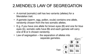 2.MENDEL’S LAW OF SEGREGATION
• A normal (somatic) cell has two variants (alleles) for a
Mendelian trait.
• A gamete (sperm, egg, pollen, ovule) contains one allele,
randomly chosen from the two somatic alleles.
• E.g. if you have one allele for brown eyes (B) and one for blue
eyes (b), somatic cells have Bb and each gamete will carry
one of B or b chosen randomly.
• Law of segregation – the separation of alleles into
separate gametes.
B
b
Sperm
B b
Eggs
BB Bb
Bb bb
 