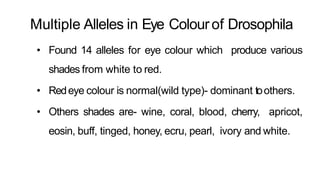 Multiple Alleles in Eye Colourof Drosophila
• Found 14 alleles for eye colour which produce various
shades from white to red.
• Redeye colour is normal(wild type)- dominant toothers.
• Others shades are- wine, coral, blood, cherry, apricot,
eosin, buff, tinged, honey, ecru, pearl, ivory and white.
 