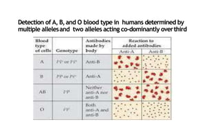 Detection of A, B,and O blood type in humans determined by
multiple allelesand two alleles acting co-dominantly overthird
 