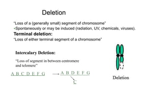 Deletion
“Loss of a (generally small) segment of chromosome”
Spontaneously or may be induced (radiation, UV, chemicals, viruses).
Terminal deletion:
“Loss of either terminal segment of a chromosome”
Intercalary Deletion:
“Loss of segment in between centromere
and telomere”
A B C D E F G A B D E F G
C
 