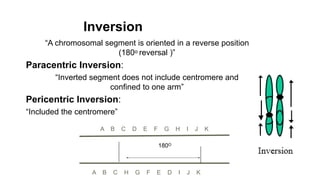 A B C D E F G H I J K
180O
A B C H G F E D I J K
“A chromosomal segment is oriented in a reverse position
(180o reversal )”
Paracentric Inversion:
“Inverted segment does not include centromere and
confined to one arm”
Pericentric Inversion:
“Included the centromere”
Inversion
 