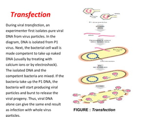 Transfection
During viral transfection, an
experimenter first isolates pure viral
DNA from virus particles. In the
diagram, DNA is isolated from P1
virus. Next, the bacterial cell wall is
made competent to take up naked
DNA (usually by treating with
calcium ions or by electroshock).
The isolated DNA and the
competent bacteria are mixed. If the
bacteria take up the P1 DNA, the
bacteria will start producing viral
particles and burst to release the
viral progeny. Thus, viral DNA
alone can give the same end result
as infection with whole virus
particles.
FIGURE : Transfection
 