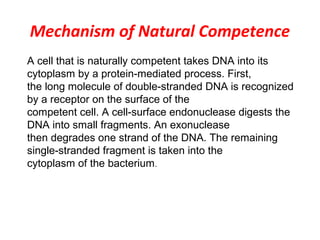 Mechanism of Natural Competence
A cell that is naturally competent takes DNA into its
cytoplasm by a protein-mediated process. First,
the long molecule of double-stranded DNA is recognized
by a receptor on the surface of the
competent cell. A cell-surface endonuclease digests the
DNA into small fragments. An exonuclease
then degrades one strand of the DNA. The remaining
single-stranded fragment is taken into the
cytoplasm of the bacterium.
 