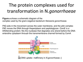 The protein complexes used for
transformation in N.gonorrhoeae
Figure a shows a schematic diagram of the
complex used by the gram-negative bacterium Neisseria gonorrhoeae.
PilQ aids in the movement across the outer membrane, and the pilin complex
PilE moves the DNA through theperiplasm and peptidoglycan. ComE is a
DNAbinding protein; Nis the nuclease that degrades one strand before the DNA
entersthe cytoplasm through the transmembrane channel formed by ComA
(a) DNA uptake machinery in N.gonorrhoeae. (
 