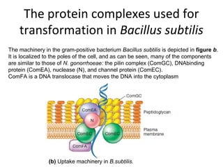 The protein complexes used for
transformation in Bacillus subtilis
The machinery in the gram-positive bacterium Bacillus subtilis is depicted in figure b.
It is localized to the poles of the cell, and as can be seen, many of the components
are similar to those of N. gonorrhoeae: the pilin complex (ComGC), DNAbinding
protein (ComEA), nuclease (N), and channel protein (ComEC).
ComFA is a DNA translocase that moves the DNA into the cytoplasm
(b) Uptake machinery in B.subtilis.
 