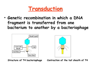 Transduction
• Genetic recombination in which a DNA
fragment is transferred from one
bacterium to another by a bacteriophage
Structure of T4 bacteriophage Contraction of the tail sheath of T4
 