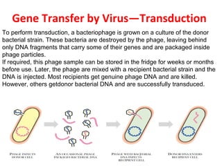 Gene Transfer by Virus—Transduction
To perform transduction, a bacteriophage is grown on a culture of the donor
bacterial strain. These bacteria are destroyed by the phage, leaving behind
only DNA fragments that carry some of their genes and are packaged inside
phage particles.
If required, this phage sample can be stored in the fridge for weeks or months
before use. Later, the phage are mixed with a recipient bacterial strain and the
DNA is injected. Most recipients get genuine phage DNA and are killed.
However, others getdonor bacterial DNA and are successfully transduced.
 
