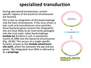 specialized transduction
During specialized transduction, certain
specific regions of the bacterial chromosome
are favored.
This is due to integration of the bacteriophage
into the host chromosome. If the virus enters a
lytic cycle and manufactures virus particles,
those bacterial genes nearest the integration
site are most likely to be incorrectly packaged
into the viral coats. when bacteriophage
lambda (or l) infects E.coli, it sometimes
inserts its DNA into the bacterial chromosome
(Fig. 18.09). This occurs at a single specific
location, known as the lambda attachment
site (attl), which lies between the gal and bio
genes. The integrated virus DNA is referred to
as a prophage.
 