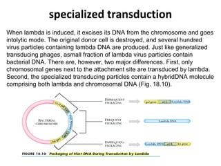 specialized transduction
When lambda is induced, it excises its DNA from the chromosome and goes
intolytic mode. The original donor cell is destroyed, and several hundred
virus particles containing lambda DNA are produced. Just like generalized
transducing phages, asmall fraction of lambda virus particles contain
bacterial DNA. There are, however, two major differences. First, only
chromosomal genes next to the attachment site are transduced by lambda.
Second, the specialized transducing particles contain a hybridDNA molecule
comprising both lambda and chromosomal DNA (Fig. 18.10).
 
