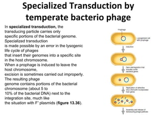 Specialized Transduction by
temperate bacterio phage
In specialized transduction, the
transducing particle carries only
specific portions of the bacterial genome.
Specialized transduction
is made possible by an error in the lysogenic
life cycle of phages
that insert their genomes into a specific site
in the host chromosome.
When a prophage is induced to leave the
host chromosome,
excision is sometimes carried out improperly.
The resulting phage
genome contains portions of the bacterial
chromosome (about 5 to
10% of the bacterial DNA) next to the
integration site, much like
the situation with F′ plasmids (figure 13.36).
 