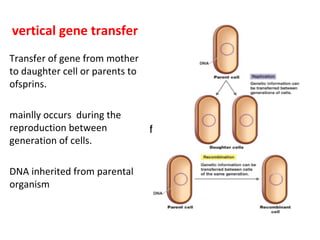 vertical gene transfer
Transfer of gene from mother
to daughter cell or parents to
ofsprins.
mainlly occurs during the
reproduction between
generation of cells.
DNA inherited from parental
organism
 