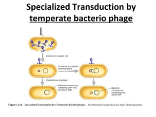 Specialized Transduction by
temperate bacterio phage
 
