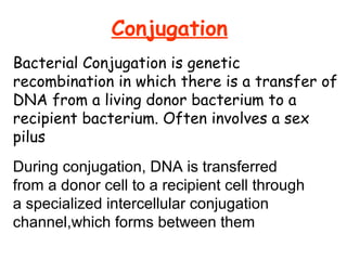 Conjugation
Bacterial Conjugation is genetic
recombination in which there is a transfer of
DNA from a living donor bacterium to a
recipient bacterium. Often involves a sex
pilus
During conjugation, DNA is transferred
from a donor cell to a recipient cell through
a specialized intercellular conjugation
channel,which forms between them
 