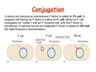 Conjugation
A donor cell carrying an autonomous F factor is called an F+ cell. A
recipient cell lacking an F factor is called an F- cell. When an F cell
conjugates (or “mates”) with an F recipient cell, only the F factor is
transferred. A cell that carries an integrated F factor is called an Hfr cell
(for high-frequency recombination).
 