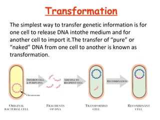 Transformation
The simplest way to transfer genetic information is for
one cell to release DNA intothe medium and for
another cell to import it.The transfer of “pure” or
“naked” DNA from one cell to another is known as
transformation.
 