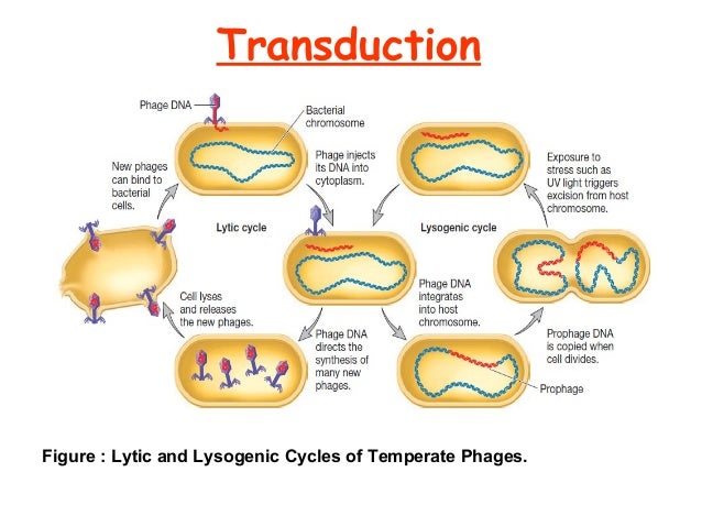 Genetics of bacteria