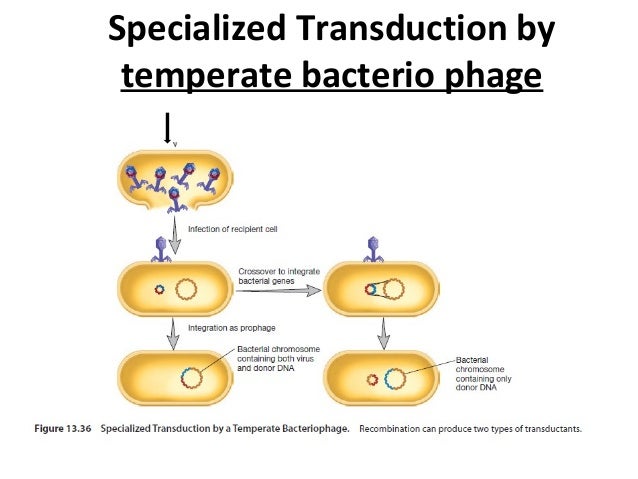 Genetics of bacteria