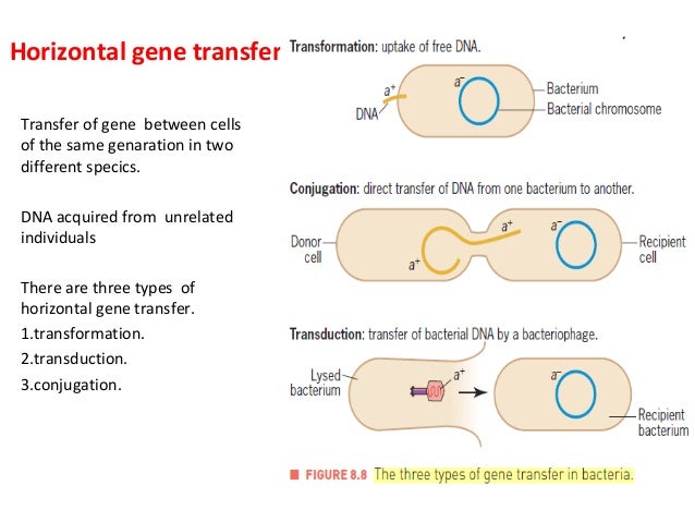 Genetics Of Bacteria - 