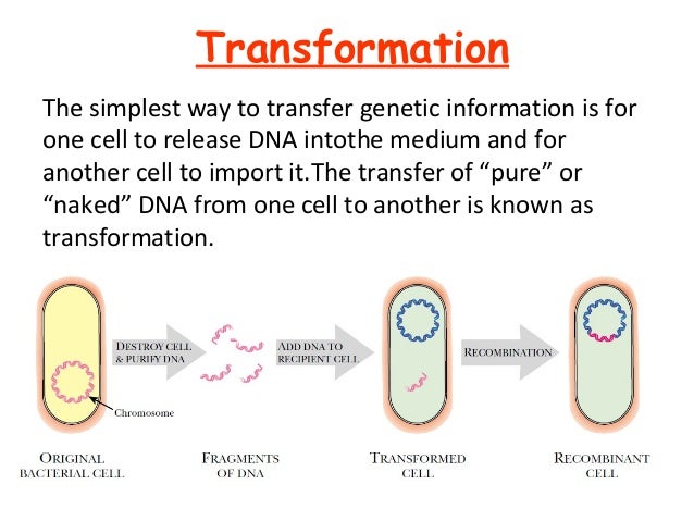 The Cause Of Genetic Information Being Transferred