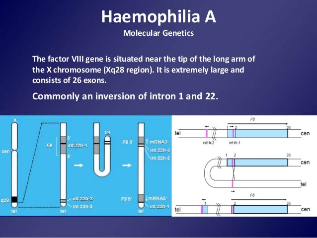 hemophilia genetics