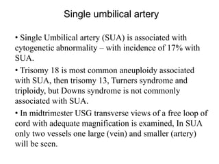 Single umbilical artery
• Single Umbilical artery (SUA) is associated with
cytogenetic abnormality – with incidence of 17% with
SUA.
• Trisomy 18 is most common aneuploidy associated
with SUA, then trisomy 13, Turners syndrome and
triploidy, but Downs syndrome is not commonly
associated with SUA.
• In midtrimester USG transverse views of a free loop of
cord with adequate magnification is examined, In SUA
only two vessels one large (vein) and smaller (artery)
will be seen.
 