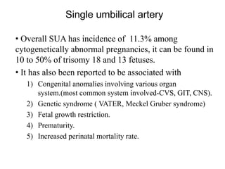 Single umbilical artery
• Overall SUA has incidence of 11.3% among
cytogenetically abnormal pregnancies, it can be found in
10 to 50% of trisomy 18 and 13 fetuses.
• It has also been reported to be associated with
1) Congenital anomalies involving various organ
system.(most common system involved-CVS, GIT, CNS).
2) Genetic syndrome ( VATER, Meckel Gruber syndrome)
3) Fetal growth restriction.
4) Prematurity.
5) Increased perinatal mortality rate.
 