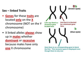 Genetics_Powerpoint.pptx