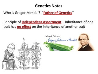 Genetics Notes
Who is Gregor Mendel?
Principle of Independent Assortment – Inheritance of one
trait has no effect on the inheritance of another trait
“Father of Genetics”
 