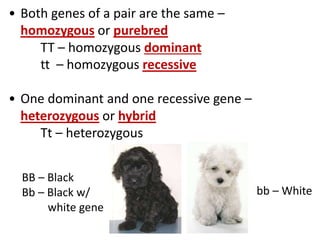Genetics_Powerpoint.pptx