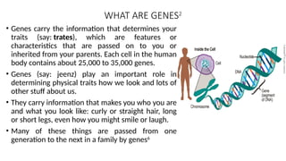 WHAT ARE GENES2
• Genes carry the information that determines your
traits (say: trates), which are features or
characteristics that are passed on to you or
inherited from your parents. Each cell in the human
body contains about 25,000 to 35,000 genes.
• Genes (say: jeenz) play an important role in
determining physical traits how we look and lots of
other stuff about us.
• They carry information that makes you who you are
and what you look like: curly or straight hair, long
or short legs, even how you might smile or laugh.
• Many of these things are passed from one
generation to the next in a family by genes6
 