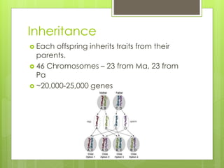 Genetics pp | PPTX