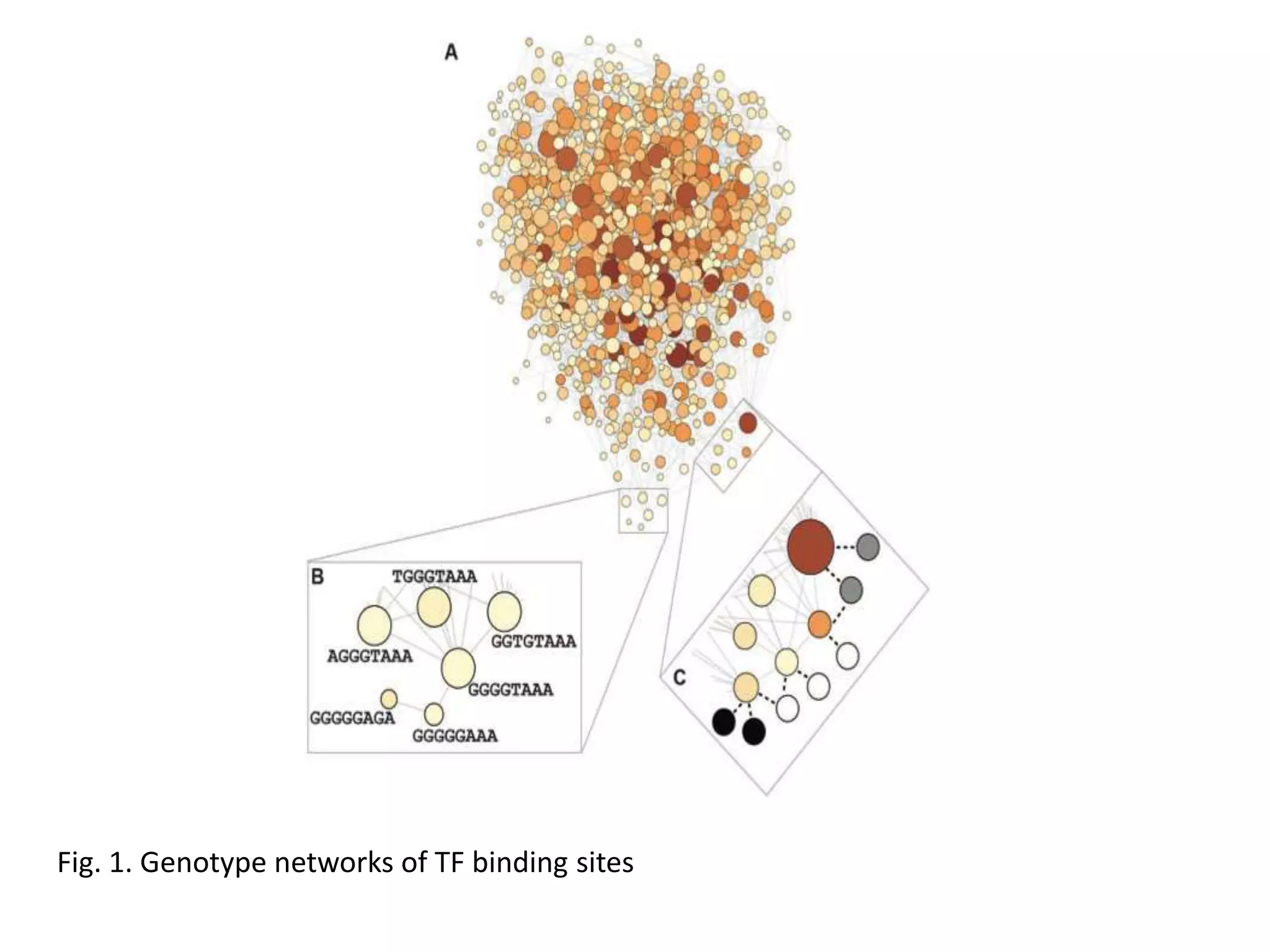 Fig. 1. Genotype networks of TF binding sites
 