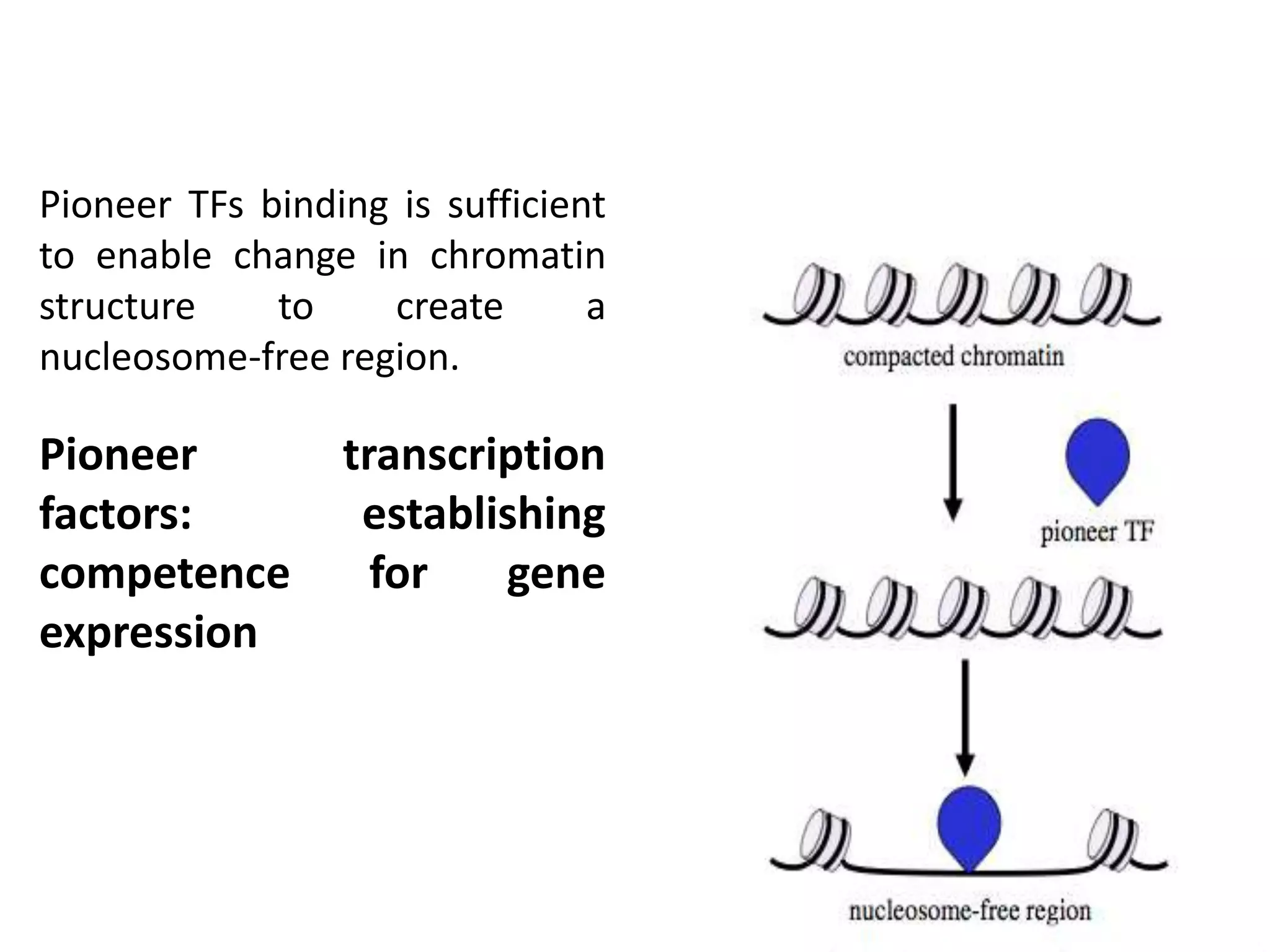 Pioneer TFs binding is sufficient
to enable change in chromatin
structure to create a
nucleosome-free region.
Pioneer transcription
factors: establishing
competence for gene
expression
 