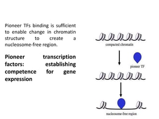 The Robustness and Evolvability of Transcription Factor Binding Sites | PPT
