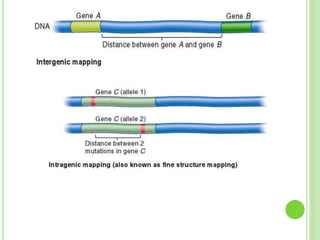 Genetics ppt | PPTX