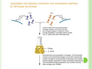 DESCRIBES THE GENERAL STRATEGY FOR INTRAGENIC MAPPING
OF RII PHAGE MUTATIONS
 