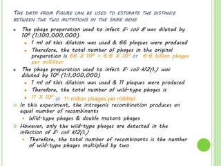THE DATA FROM FIGURE CAN BE USED TO ESTIMATE THE DISTANCE
BETWEEN THE TWO MUTATIONS IN THE SAME GENE
 The phage preparation used to infect E. coli B was diluted by
108 (1:100,000,000)
 1 ml of this dilution was used & 66 plaques were produced
 Therefore, the total number of phages in the original
preparation is 66 X 108 = 6.6 X 109 or 6.6 billion phages
per milliliter
 The phage preparation used to infect E. coli k12(λ) was
diluted by 106 (1:1,000,000)
 1 ml of this dilution was used & 11 plaques were produced
 Therefore, the total number of wild-type phages is
 11 X 106
 In this experiment, the intragenic recombination produces an
equal number of recombinants
 Wild-type phages & double mutant phages
 However, only the wild-type phages are detected in the
infection of E. coli k12(λ)
 Therefore, the total number of recombinants is the number
of wild-type phages multiplied by two
or 11 million phages per milliliter
 