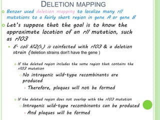 DELETION MAPPING
 Benzer used deletion mapping to localize many rII
mutations to a fairly short region in gene A or gene B
 Let’s suppose that the goal is to know the
approximate location of an rII mutation, such
as r103
 E. coli k12(λ) is coinfected with r103 & a deletion
strain (deletion strains don't have the gene )
 If the deleted region includes the same region that contains the
r103 mutation
 No intragenic wild-type recombinants are
produced
 Therefore, plaques will not be formed
 If the deleted region does not overlap with the r103 mutation
 Intragenic wild-type recombinants can be produced
 And plaques will be formed
 