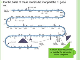  On the basis of these studies he mapped the rII gene
as:
Contain many mutations
at exactly the same site
within the gene
 
