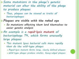  Some mutations in the phage’s genetic
material can alter the ability of the phage
to produce plaques
 Thus, plaques can be viewed as traits of
bacteriophages
 Plaques are visible with the naked eye
 So mutations affecting them lend themselves to
easier genetic analysis
 An example is a rapid-lysis mutant of
bacteriophage T4, which forms unusually
large plaques
 This mutant lyses bacterial cells more rapidly
than do the wild-type phages
 Rapid-lysis mutant forms large, clearly defined plaques
 Wild-type phages produce smaller, fuzzy-edged plaques
 