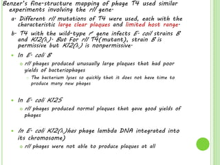 Benzer’s fine-structure mapping of phage T4 used similar
experiments involving the rII gene.
a. Different rII mutations of T4 were used, each with the
characteristic large clear plaques and limited host range.
b. T4 with the wild-type r+ gene infects E. coil strains B
and K12(λ). But For rII T4(mutant), strain B is
permissive but K12(λ) is nonpermissive.
 In E. coli B
 rII phages produced unusually large plaques that had poor
yields of bacteriophages
 The bacterium lyses so quickly that it does not have time to
produce many new phages
 In E. coli K12S
 rII phages produced normal plaques that gave good yields of
phages
 In E. coli K12(λ)has phage lambda DNA integrated into
its chromosome)
 rII phages were not able to produce plaques at all
 