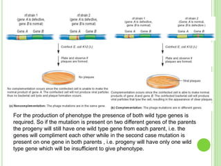 For the production of phenotype the presence of both wild type genes is
required. So if the mutation is present on two different genes of the parents
the progeny will still have one wild type gene from each parent, i.e. the
genes will compliment each other while in the second case mutation is
present on one gene in both parents , i.e. progeny will have only one wild
type gene which will be insufficient to give phenotype.
 
