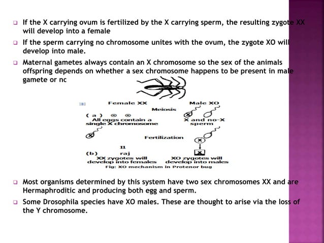 XX-XO Sex Determination | PPTX | Infertility | Reproductive Health