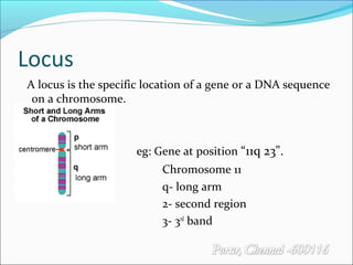 Locus In Biology Genetics | PPT