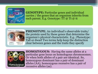 GENOTYPE: Particular genes and individual
carries / the genes that an organism inherits from
each parent. E.g. Genotype: TT @ Tt @ tt
PHENOTYPE: An individual’s observable traits/
the protein used by these genes that determine the
organism’s physical characteristic. E.g.: Phenotype:
Tall or dwarf Two terms help keep the distinction
clear between genes and the traits they specify
HOMOZYGOUS: Having the same alleles at a
particular gene locus on homologous chromosomes.
Or when both alleles of a pair are identical. So,
homozygous dominant has a pair of dominant
alleles (AA), homozygous recessive has a pair of
recessive alleles (aa).
 