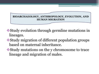 Study evolution through germline mutations in
lineages.
Study migration of different population groups
based on maternal inheritance.
Study mutations on the y chromosome to trace
lineage and migration of males.
BIOARCHAEOLOGY, ANTHROPOLOGY, EVOLUTION, AND
HUMAN MIGRATION
 