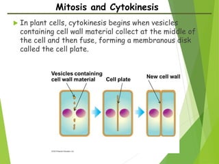 GENETICS PPT CELL CYCLE (1).pptx