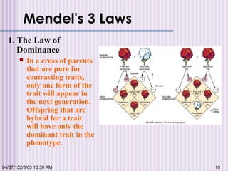 Mendel's 3 Laws
1. The Law of
Dominance
 In a cross of parents
that are pure for
contrasting traits,
only one form of the
trait will appear in
the next generation.
Offspring that are
hybrid for a trait
will have only the
dominant trait in the
phenotype.
04/07/152/3/03 10:39 AM 10
 